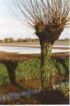 Water opn Acker 3-98-11.jpg (29869 Byte)