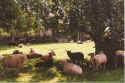 Rut ut de Hitten 8-93-20.jpg (30663 Byte)