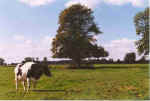 Op de Weid 8-93-12.jpg (24039 Byte)